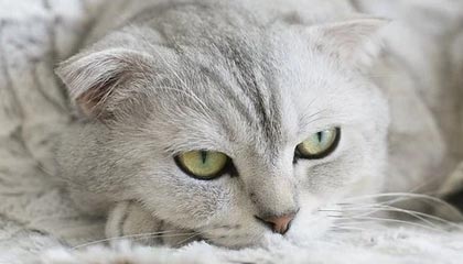 模特在以下活动最受欢迎