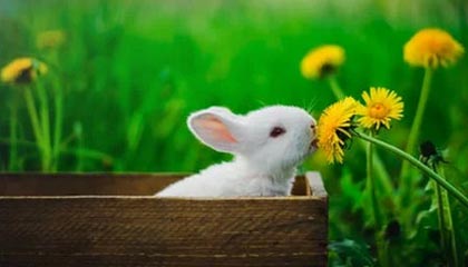 模特行业的规则